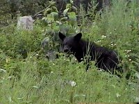 Black Bear